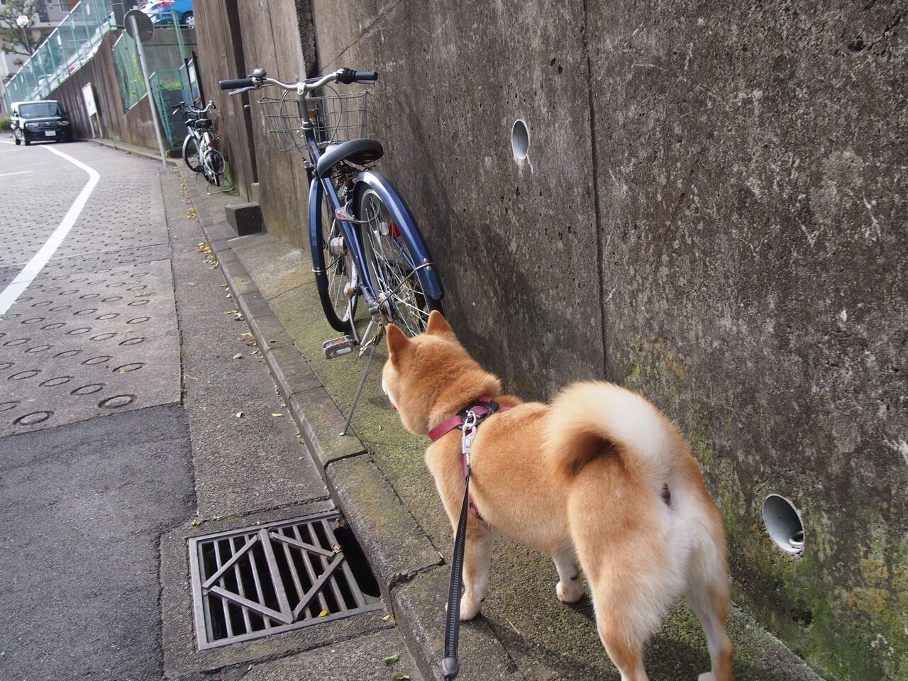 塞尔维亚女篮在欧洲锦标赛中发挥出色，力争登顶冠军宝座，塞尔维亚女篮欧洲排名
