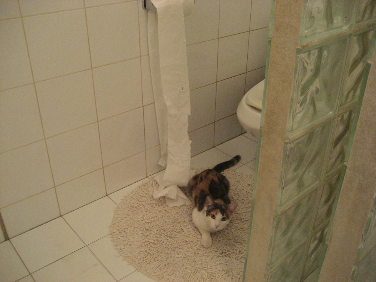 澳大利亚橄榄球吸引大规模赞助资金,澳大利亚橄榄球比分