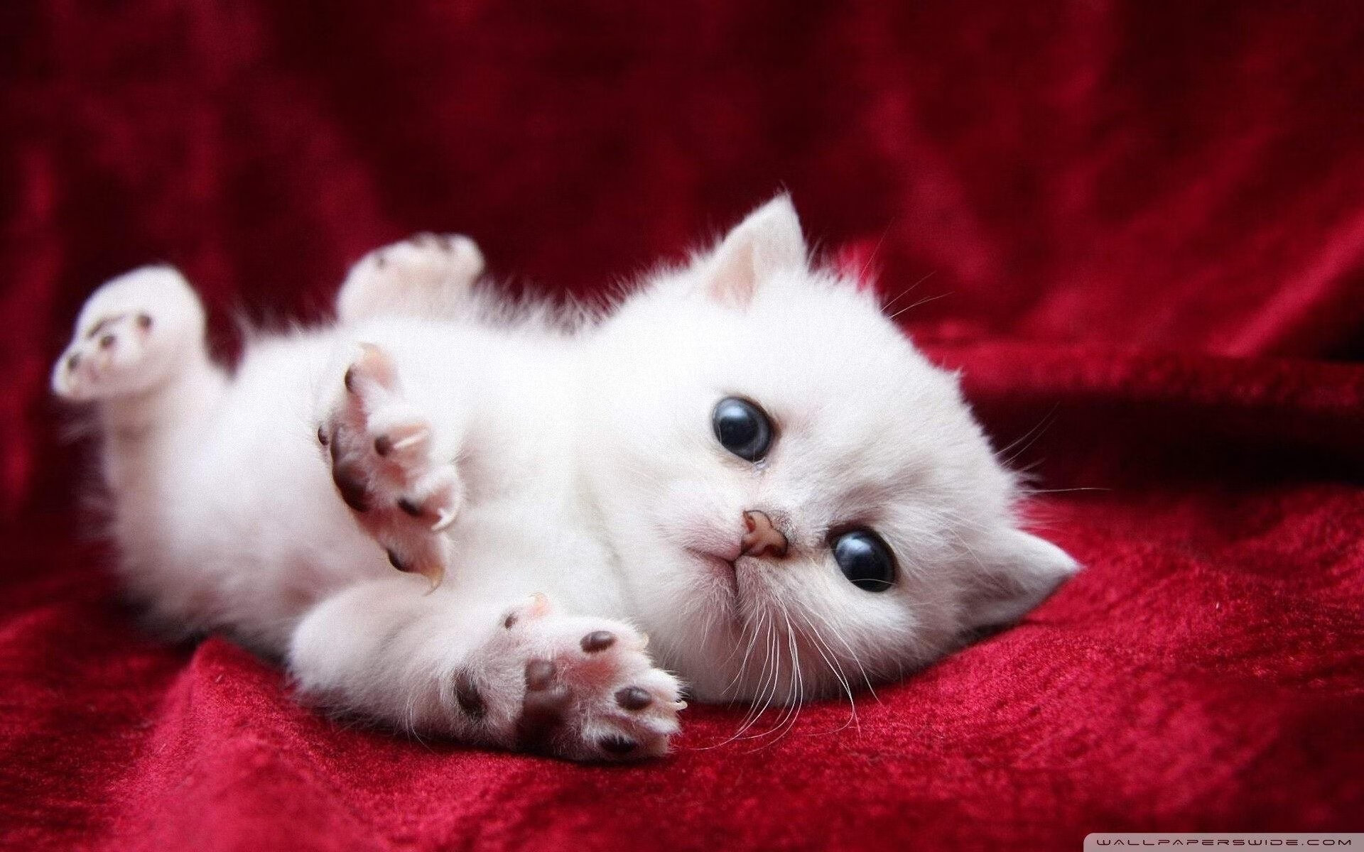 莫伊：全黑队的前锋铁壁，他用坚韧的防守和强力scrum为全队保驾护航